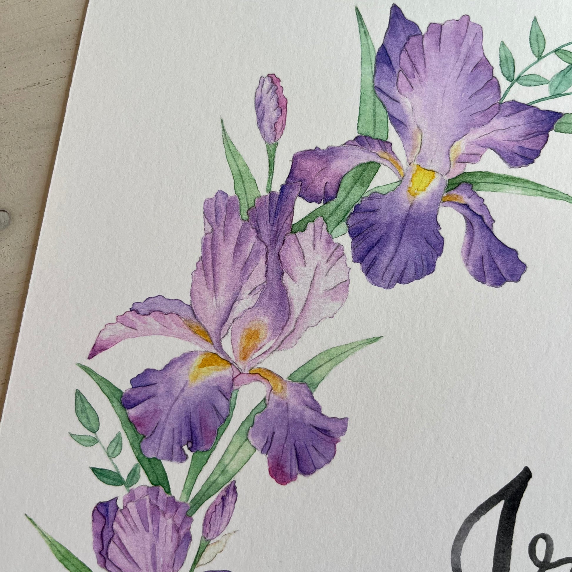 Watercolor painting of purple irises on a white background