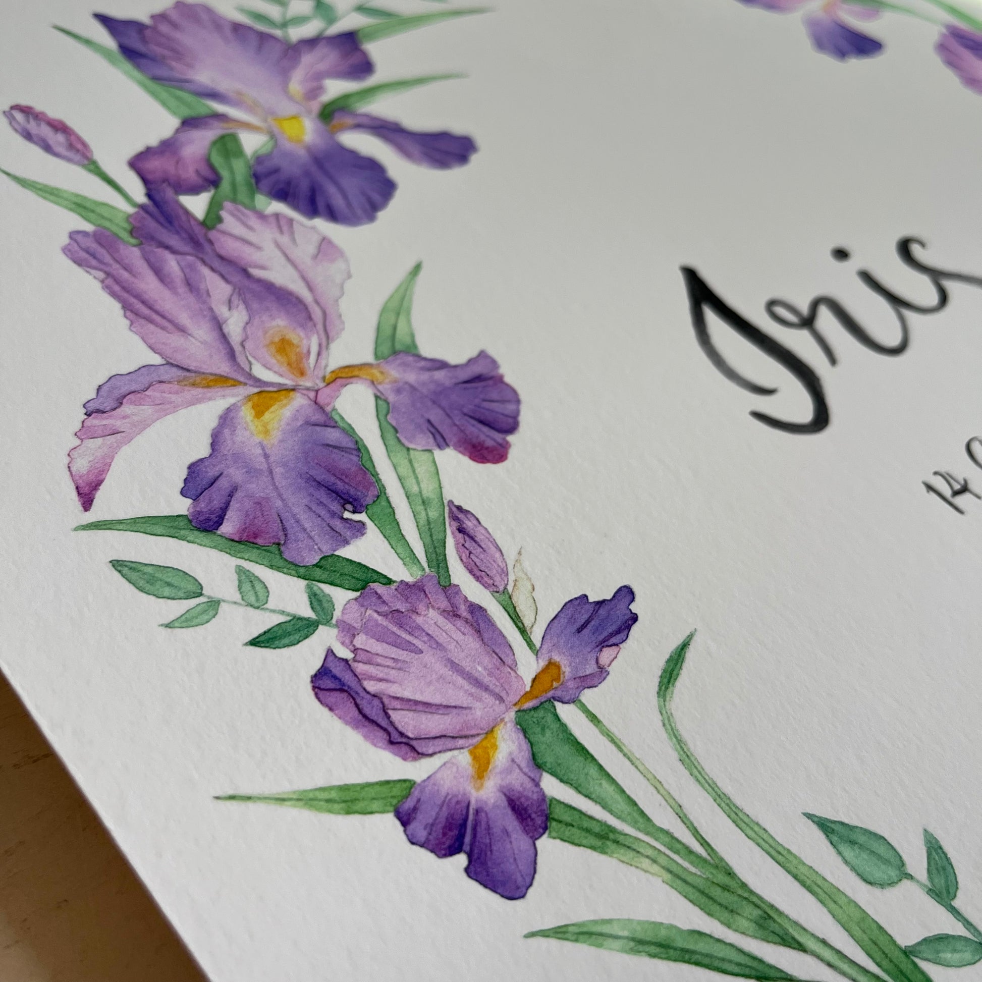 Illustration of purple irises with green leaves on a white background